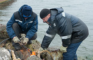 Работники морского торгового порта обезопасят залежку сивучей на мысе Сигнальный